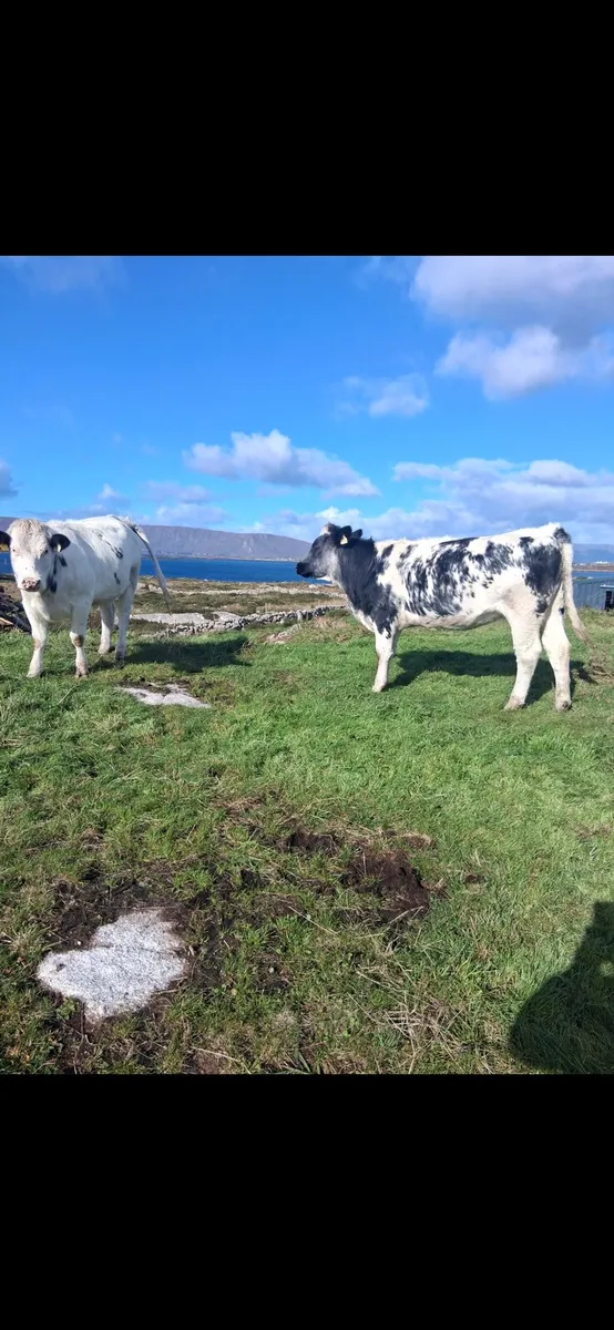 Super incalf heifers - Image 1