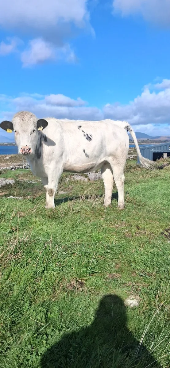 Super incalf heifers - Image 2