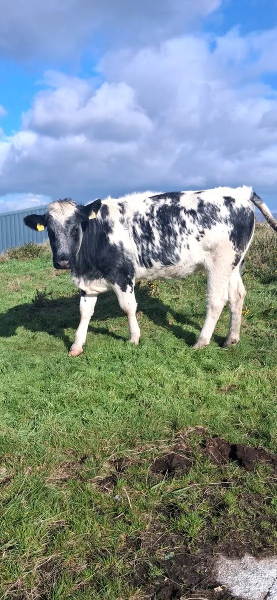 Super incalf heifers - Image 3