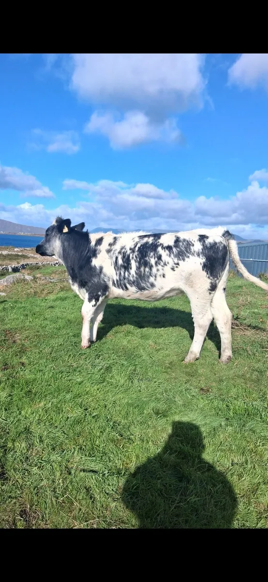 Super incalf heifers - Image 4