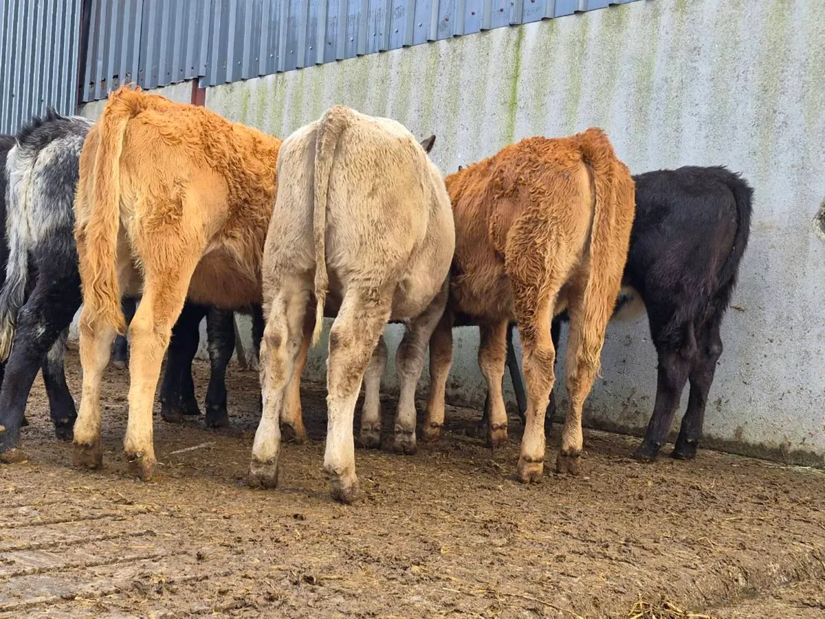 10 Super Heifer Weanlings - Image 1
