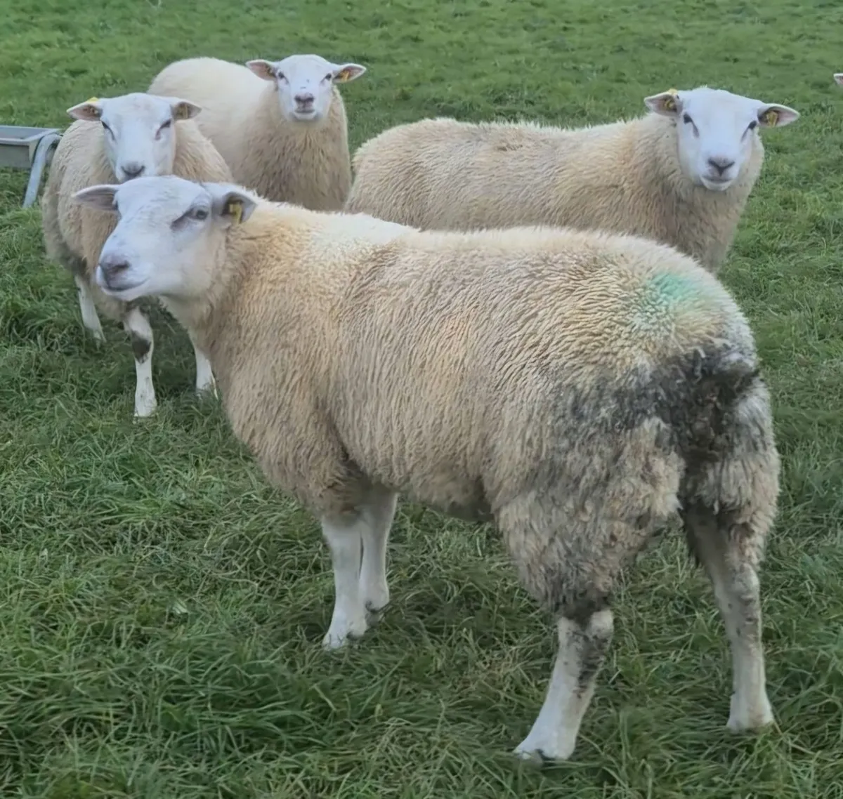 SIS Eligible Belclare Ram Lambs for sale - Image 3