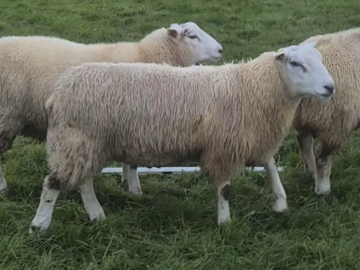 SIS Eligible Belclare Ram Lambs for sale - Image 2