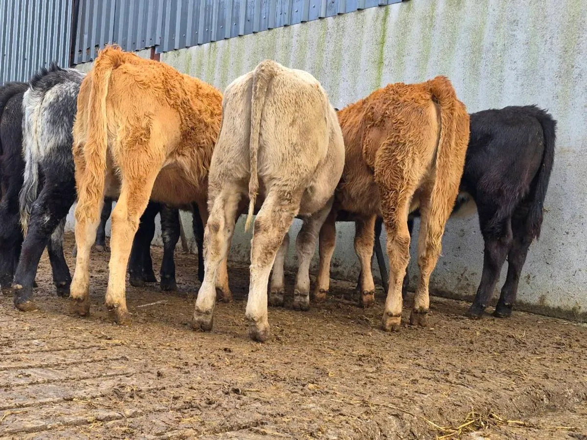 10 Super Heifer Weanlings - Image 2