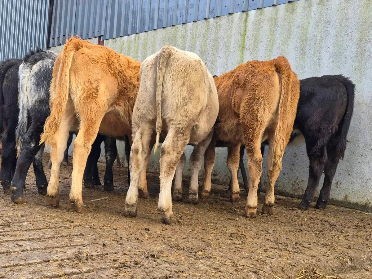 10 Super Heifer Weanlings - Image 3
