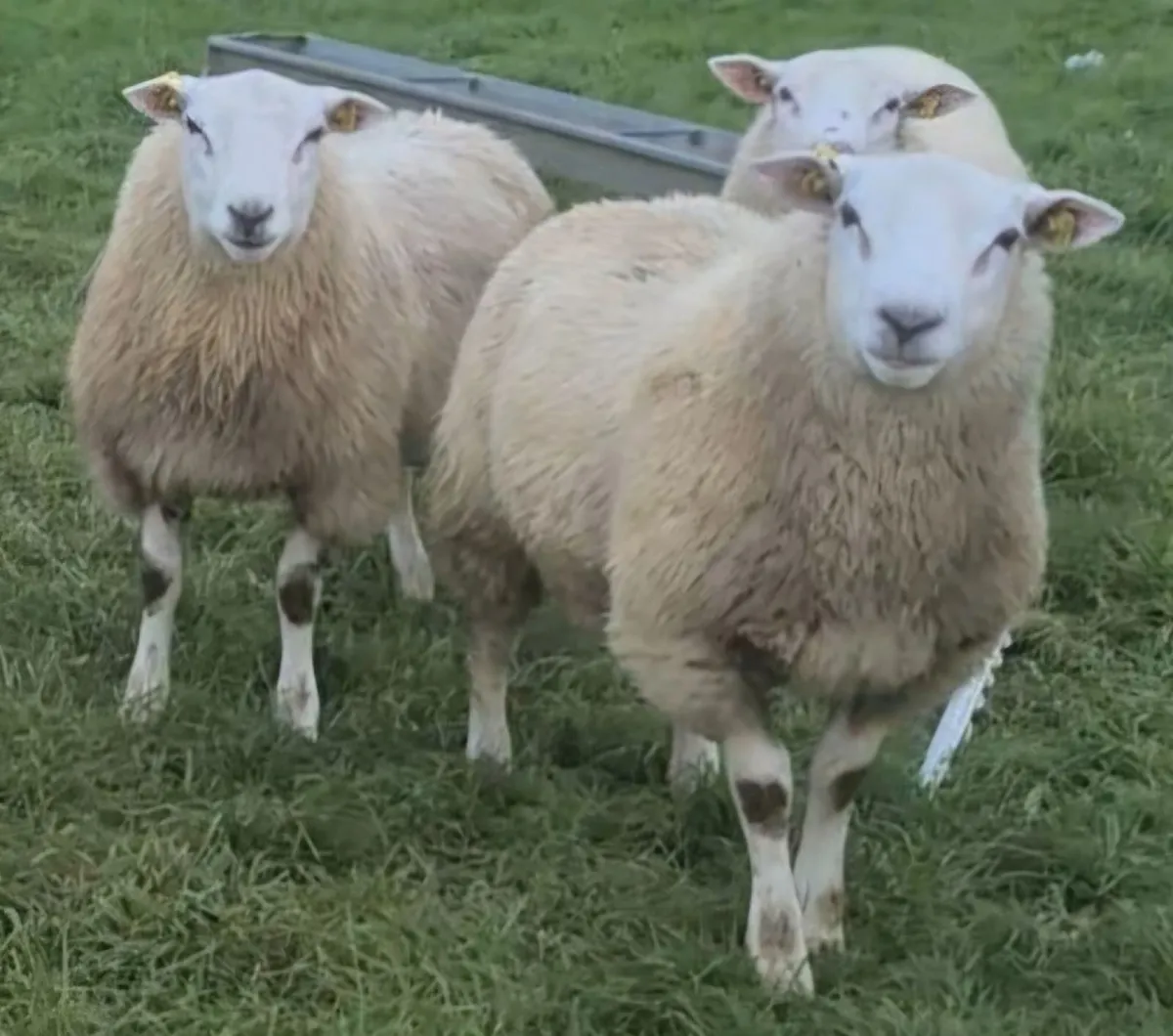 SIS Eligible Belclare Ram Lambs for sale - Image 4