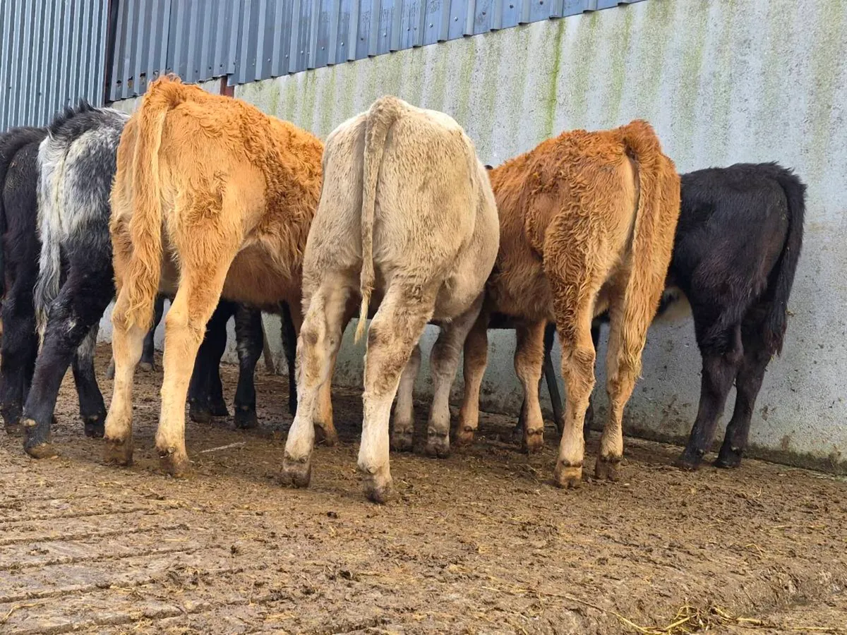 10 Super Heifer Weanlings - Image 4