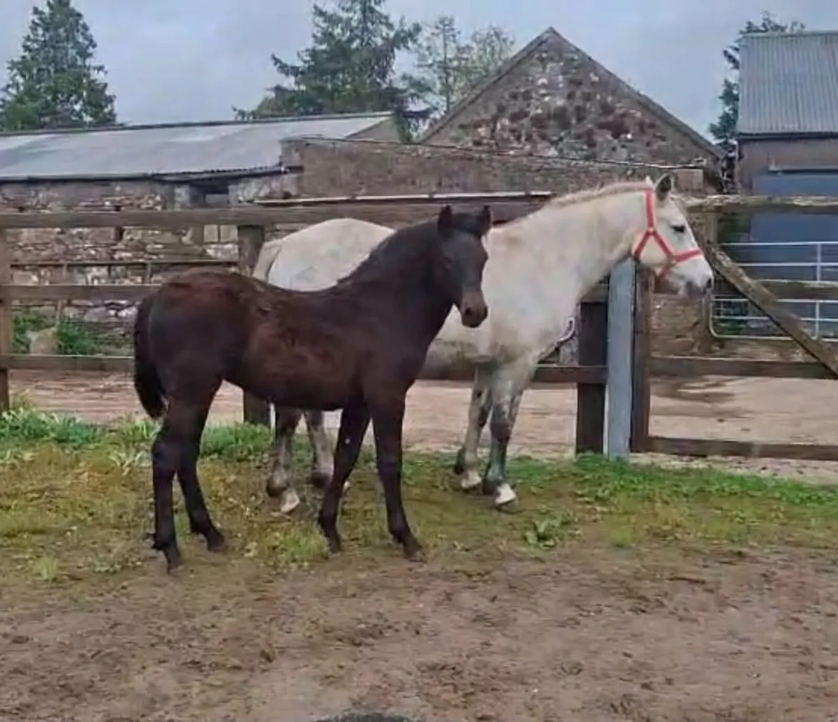 Connemara Filly Foal - Image 3