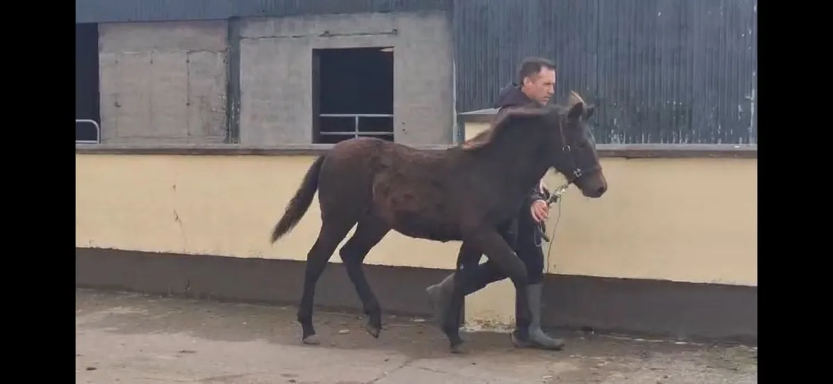Connemara Filly Foal - Image 1