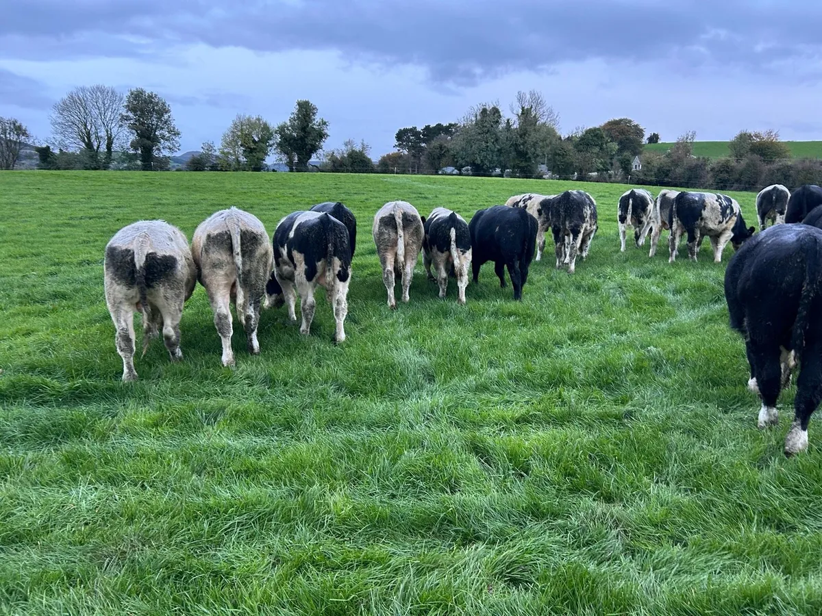 Top class bull weanlings - Image 2
