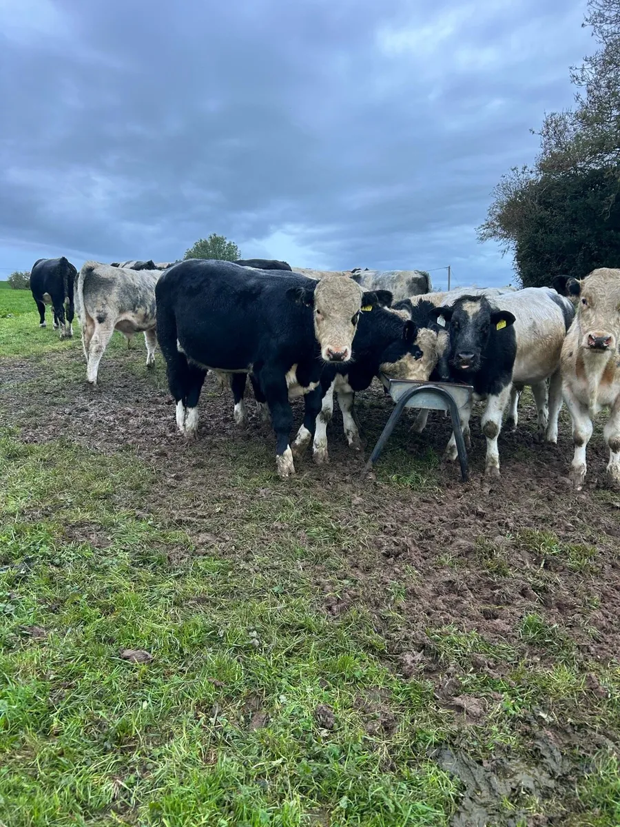 Top class bull weanlings - Image 4