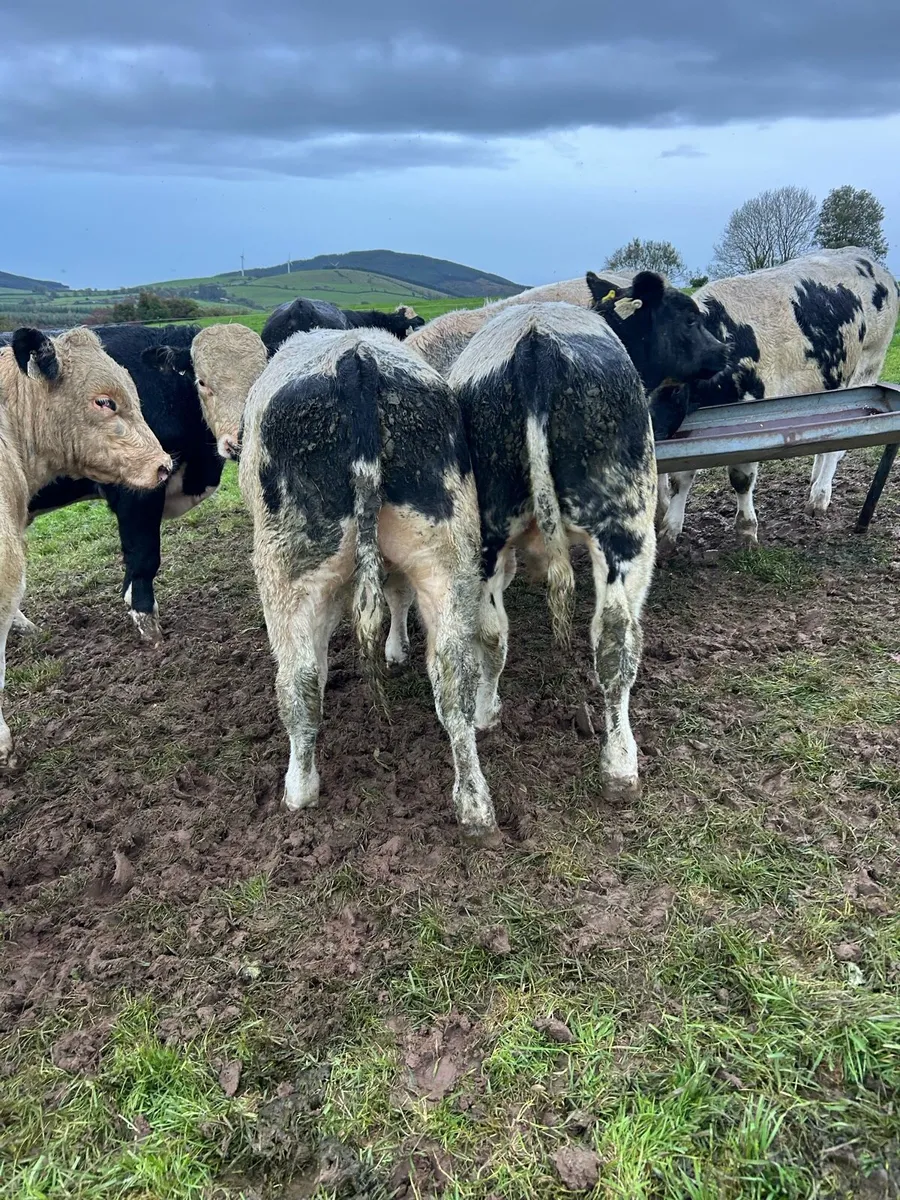 Top class bull weanlings - Image 1