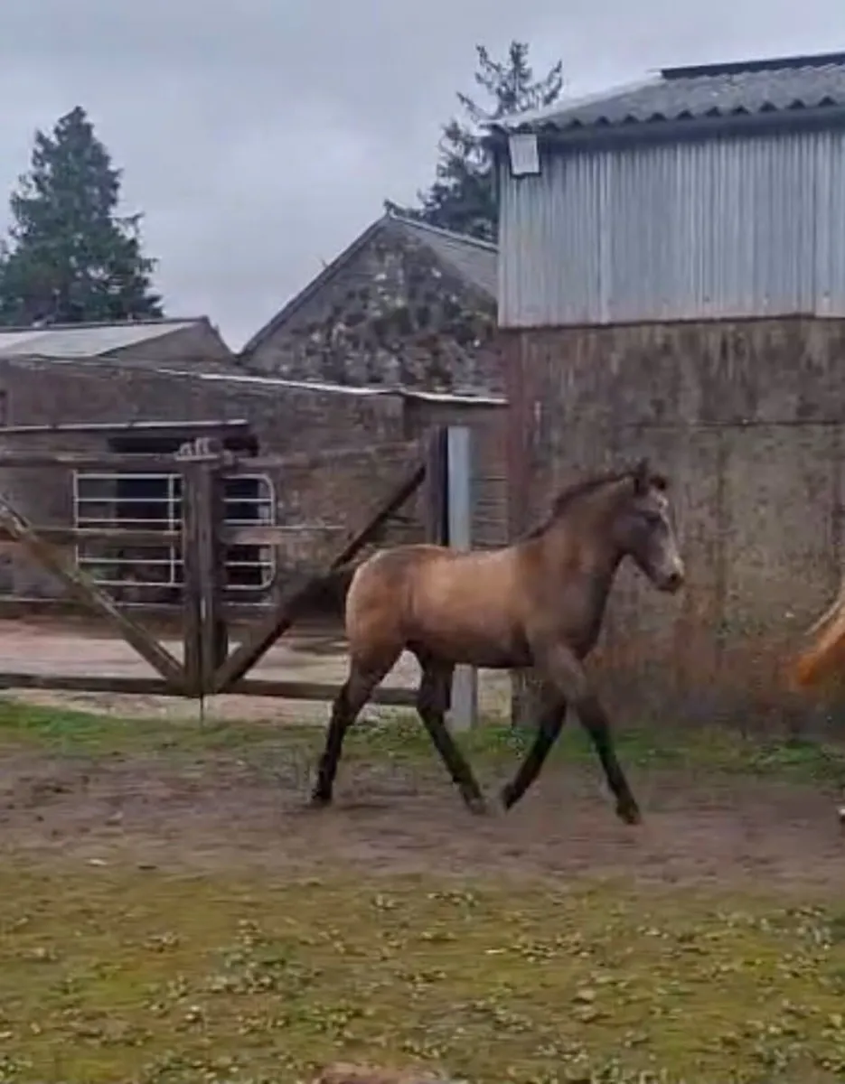 Connemara Colt Foal - Image 1