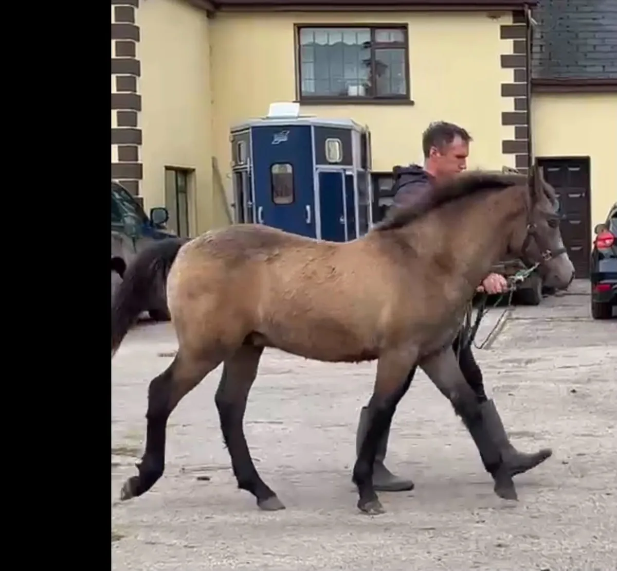 Connemara Colt Foal - Image 3