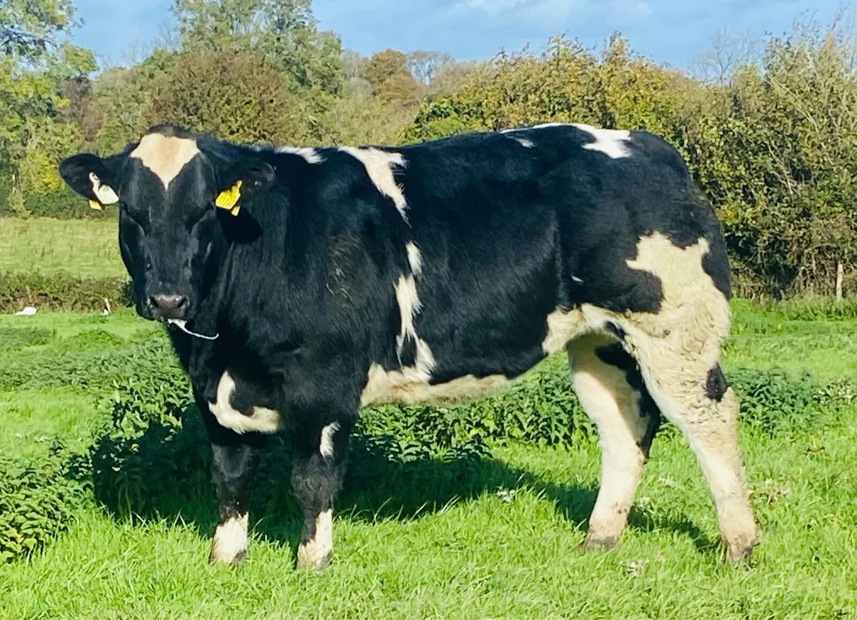 Roscrea Mart Friday 23rd October - Image 1