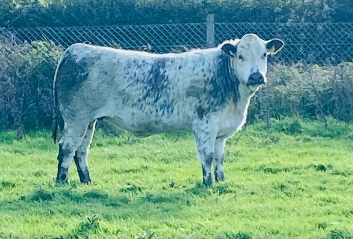 Roscrea Mart Friday 23rd October - Image 2