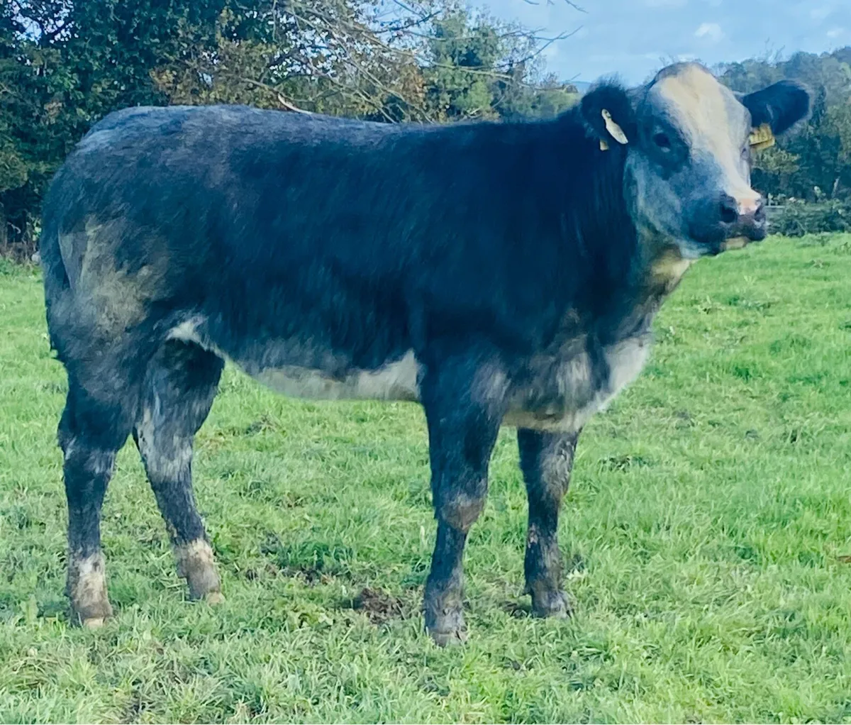 Roscrea Mart Friday 23rd October - Image 3