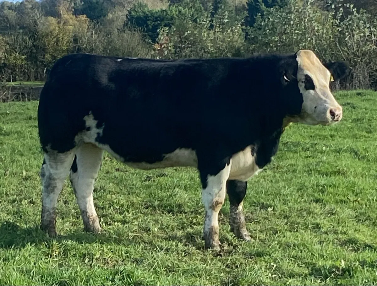 Roscrea Mart Friday 23rd October - Image 4
