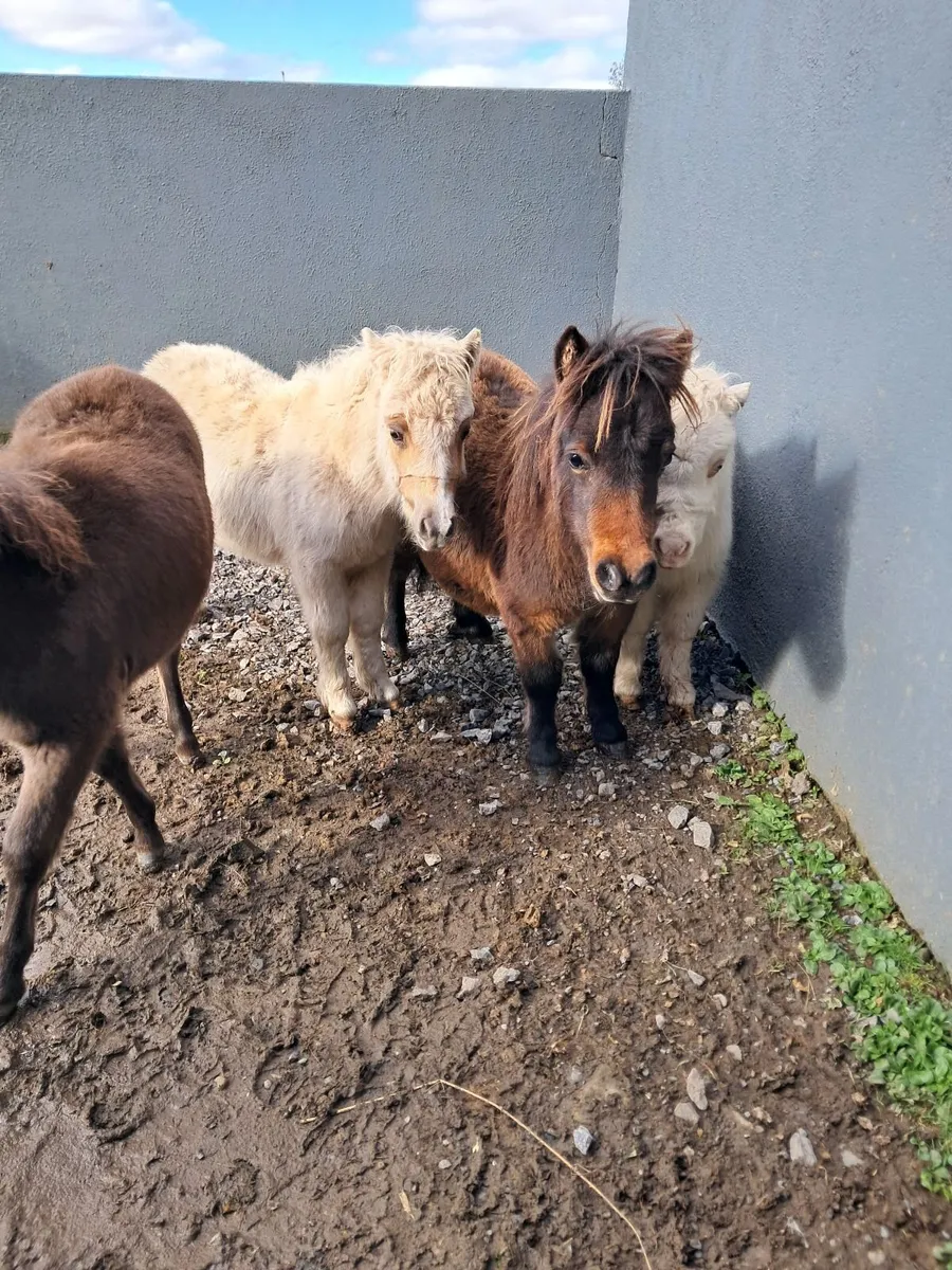 Horses - Image 2