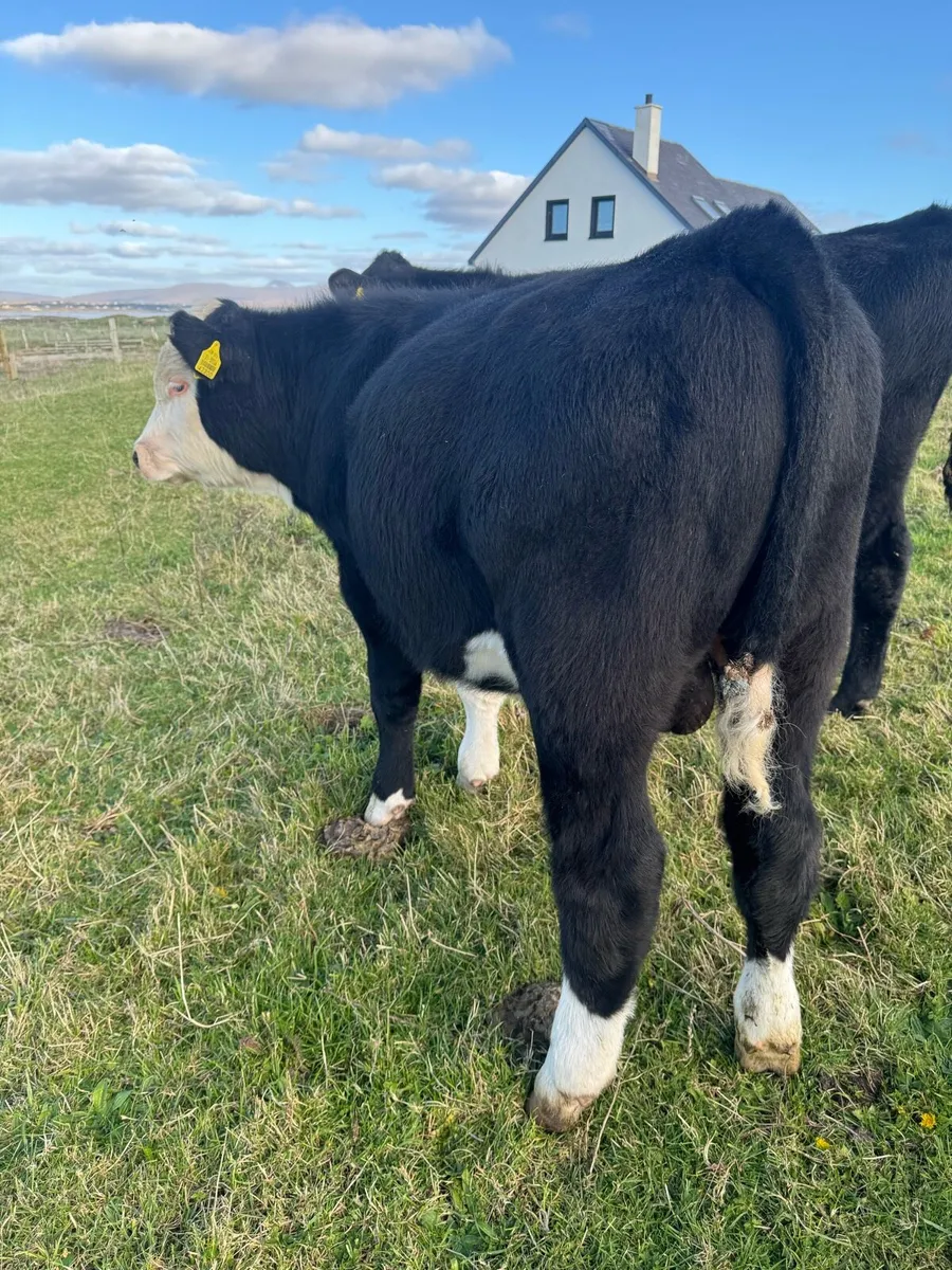 3 super bull calves - Image 4