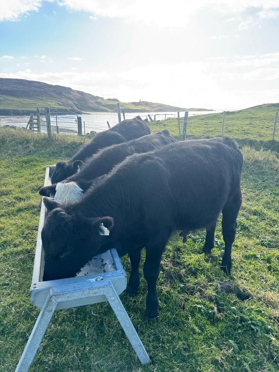 3 super bull calves - Image 1