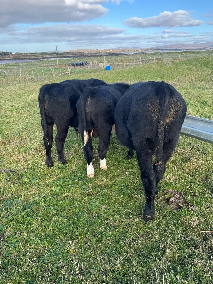 3 super bull calves - Image 2