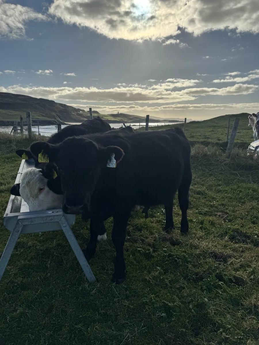 3 super bull calves - Image 3