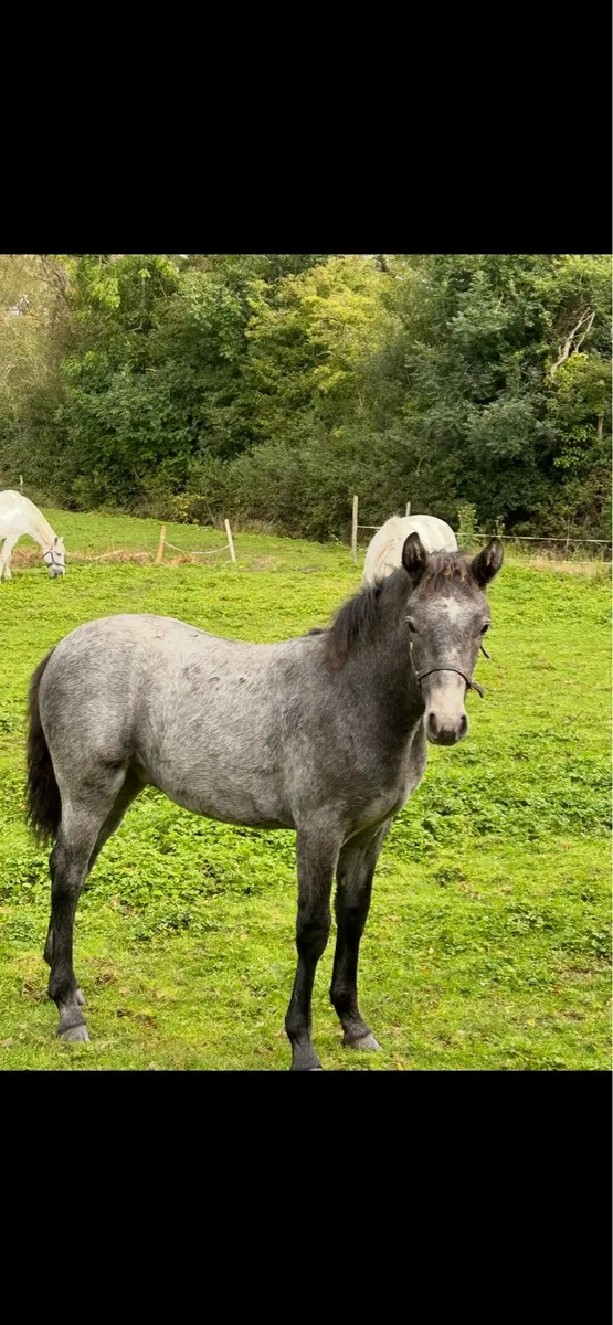 Connemara filly foal - Image 1