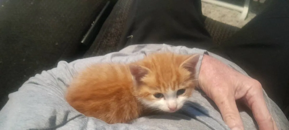 Kittens - Image 2