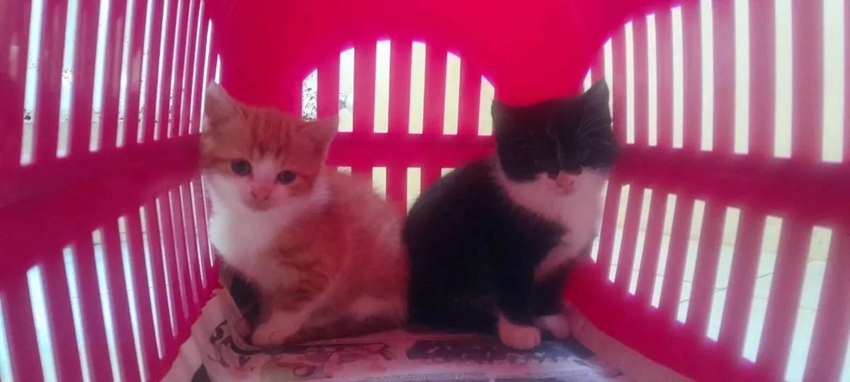 Kittens - Image 3