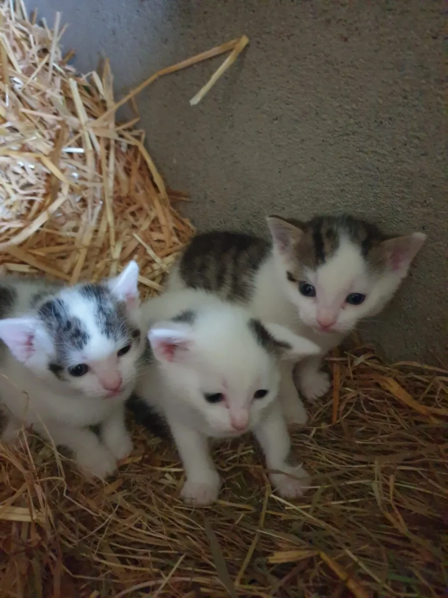 Kittens - Image 4