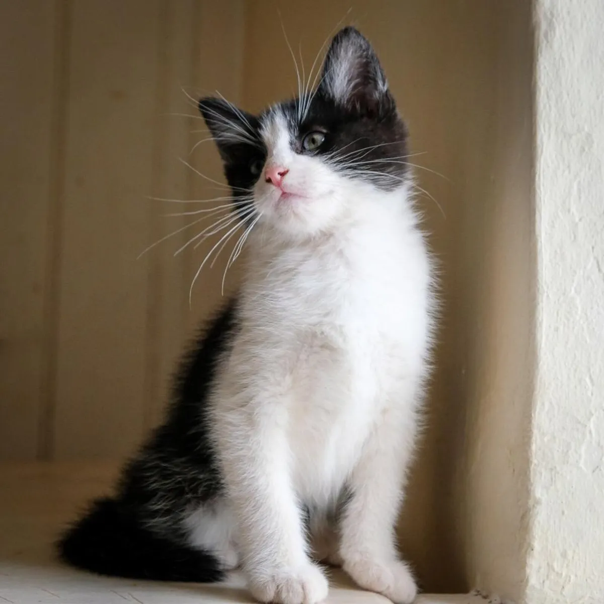 Kittens - Image 1