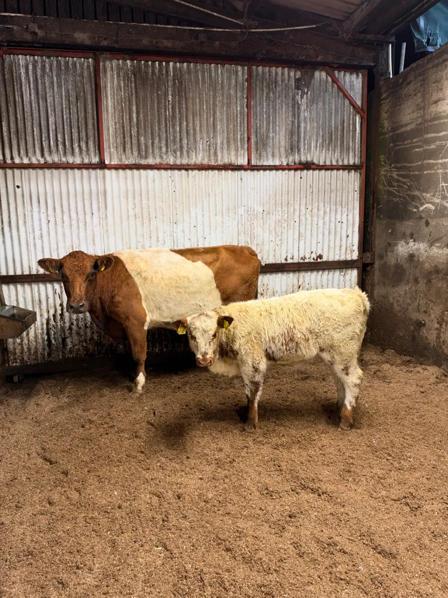 Beltie outfit - Image 2