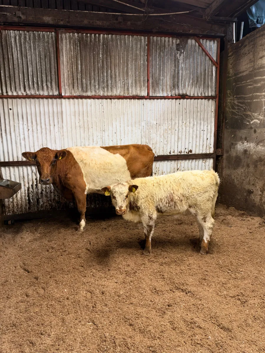 Beltie outfit - Image 1