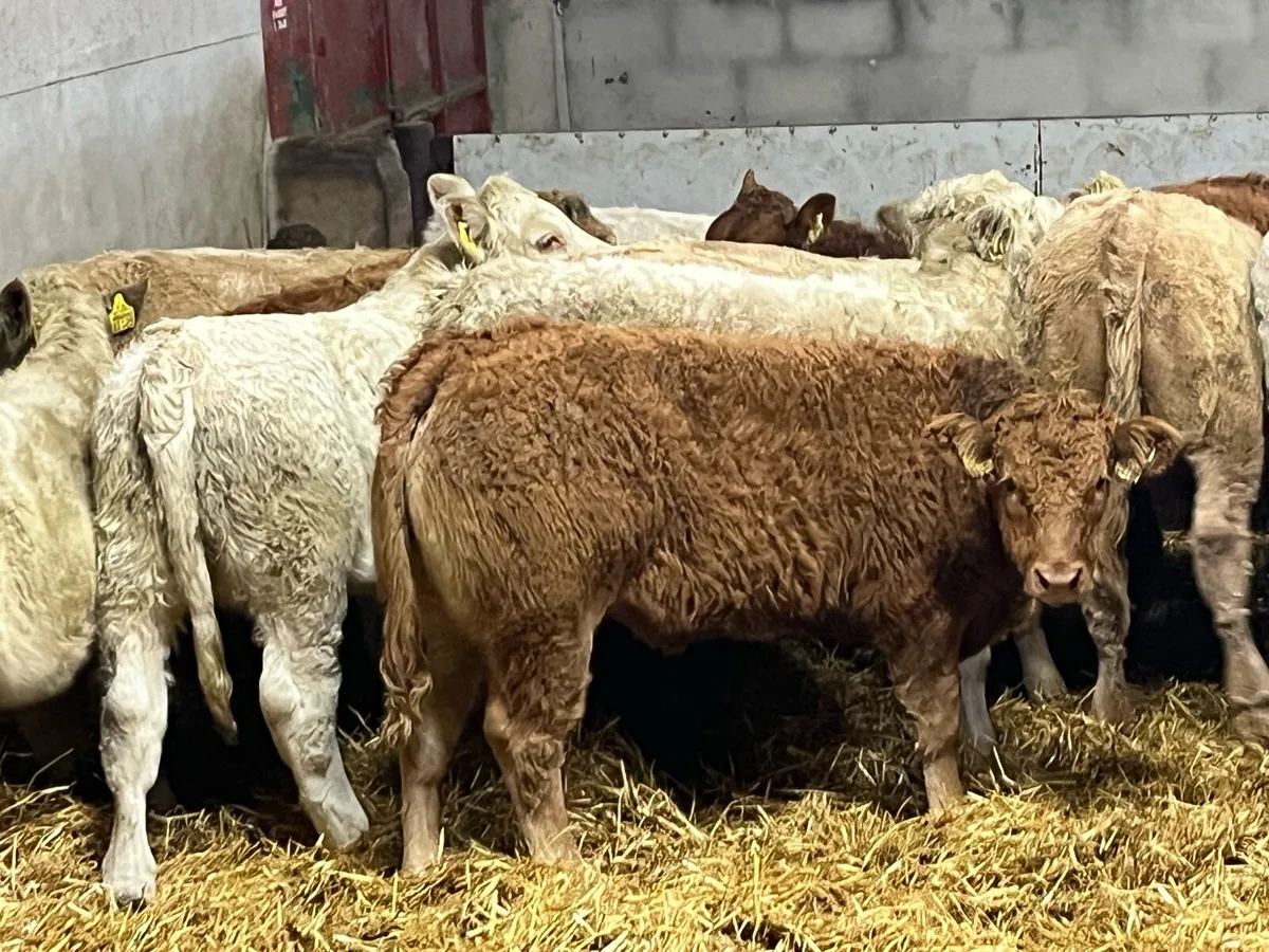 16 Super Red LIM & CH Heifer Weanlings - Image 3