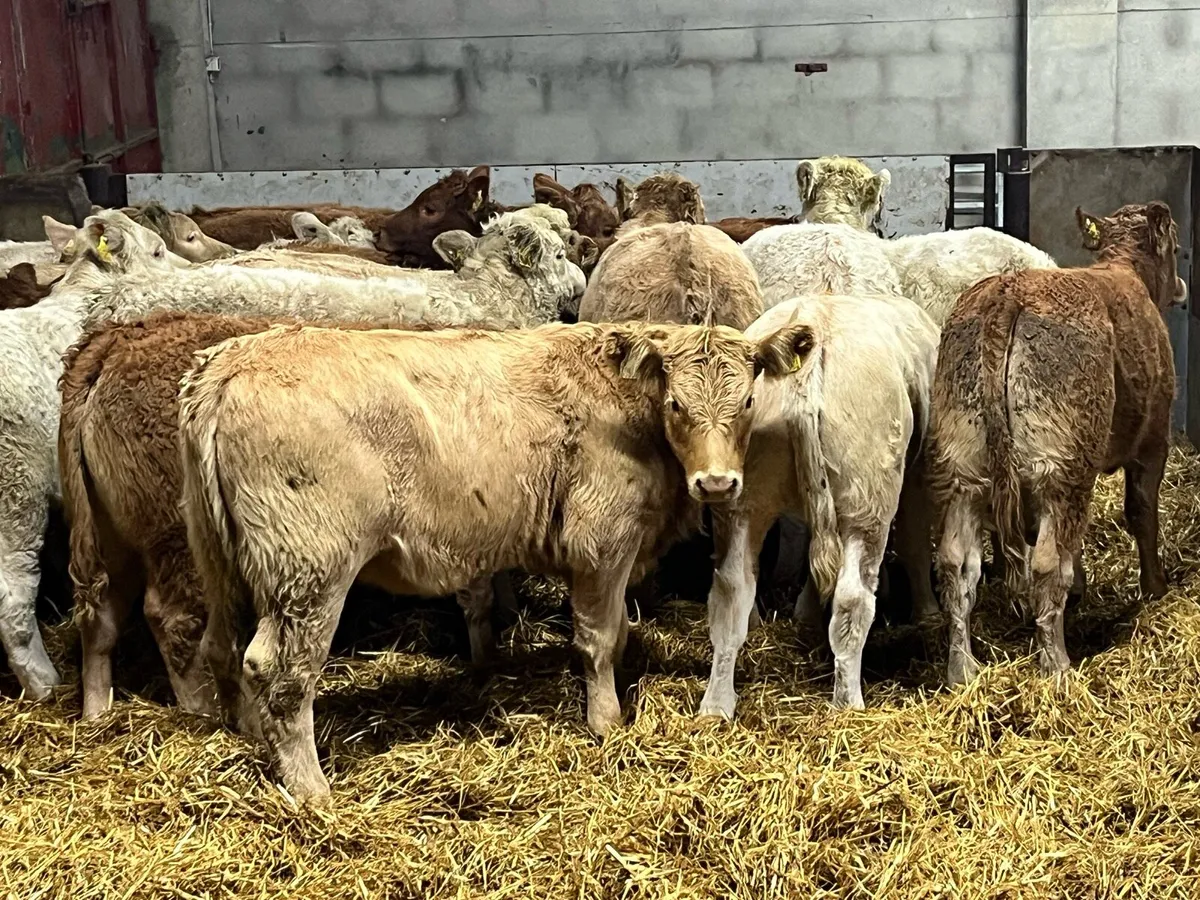 16 Super Red LIM & CH Heifer Weanlings - Image 4