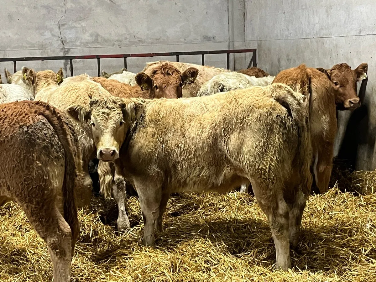 16 Super Red LIM & CH Heifer Weanlings - Image 1