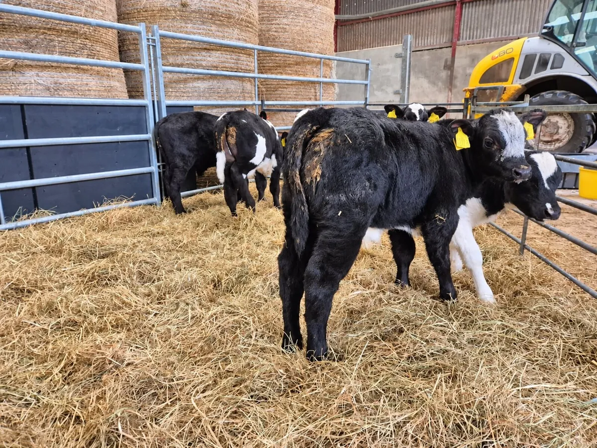 Blue and Angus bull calves - Image 3