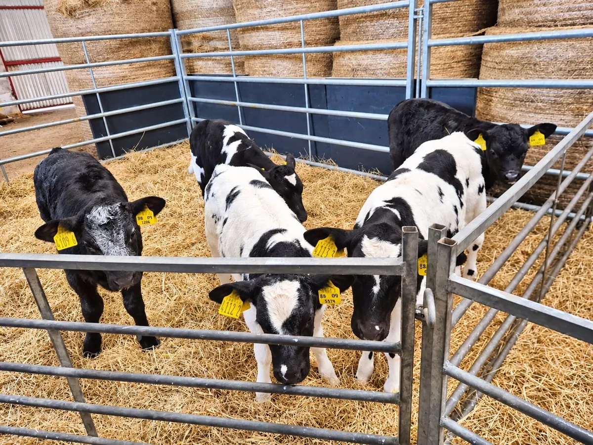 Blue and Angus bull calves - Image 1