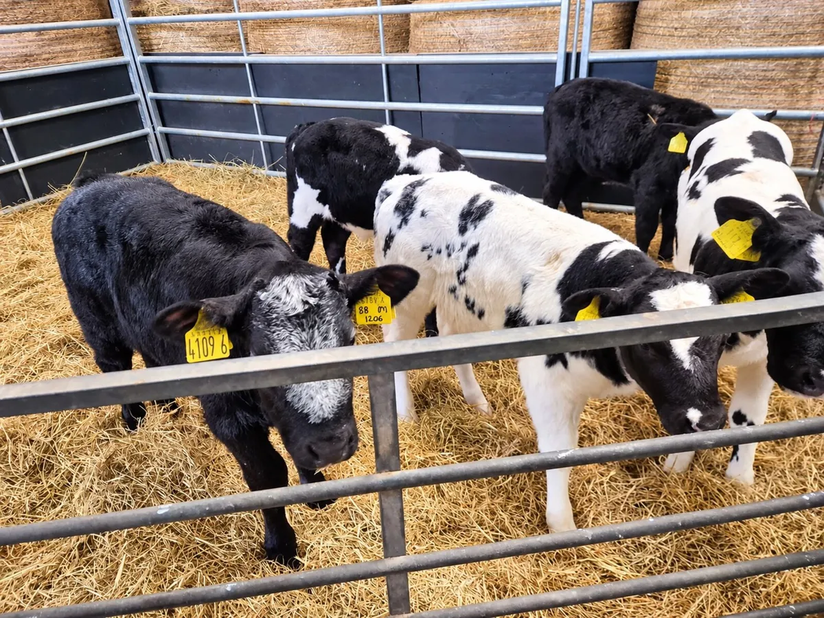 Blue and Angus bull calves - Image 2