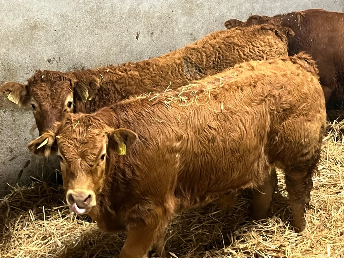 Super U Grade CH & LIM Bull Weanlings - Image 1