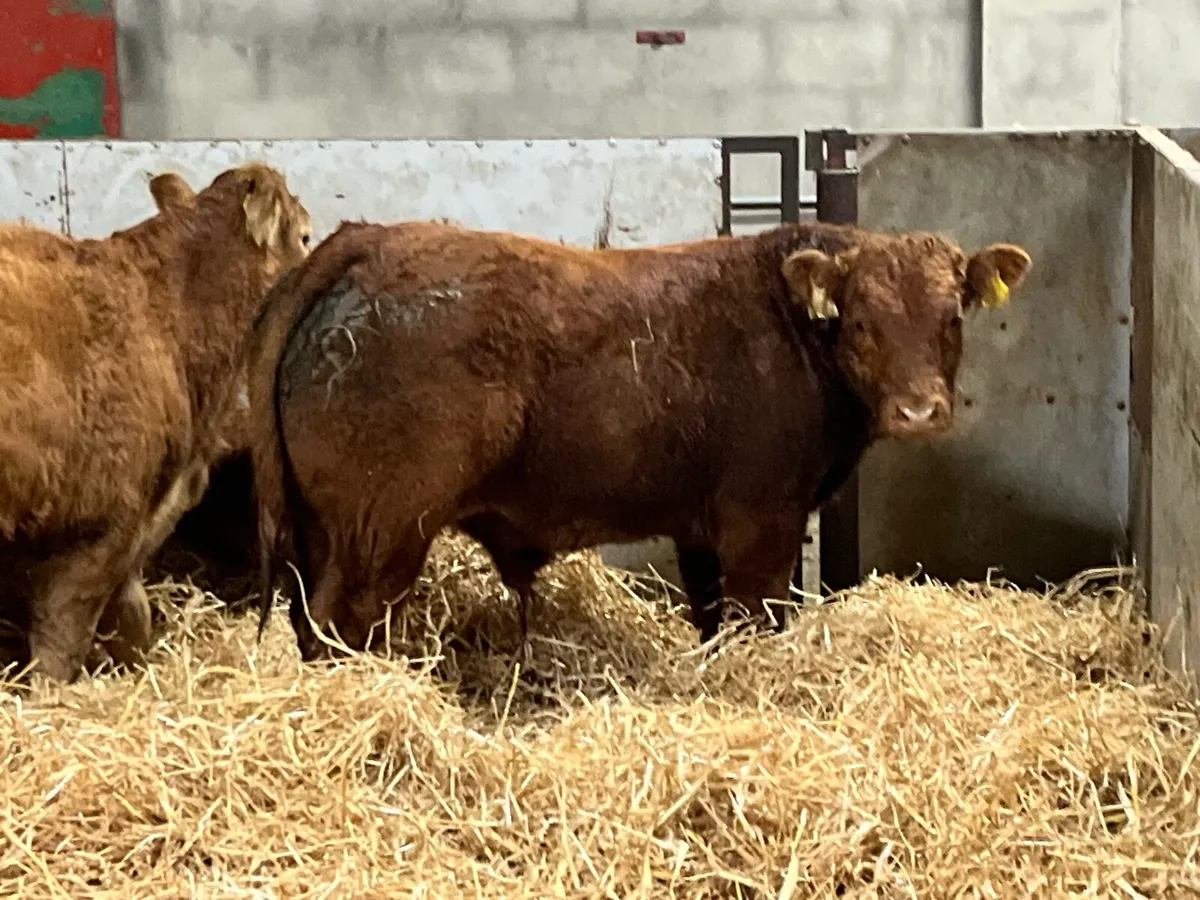 Super U Grade CH & LIM Bull Weanlings - Image 3