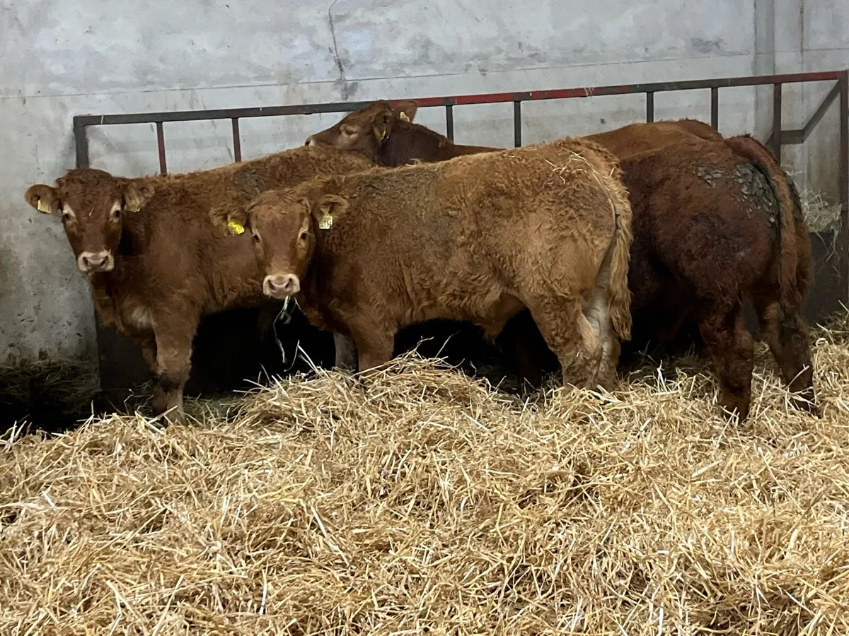 Super U Grade CH & LIM Bull Weanlings - Image 4