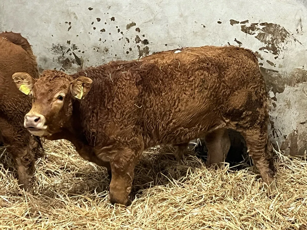 Super U Grade CH & LIM Bull Weanlings - Image 2