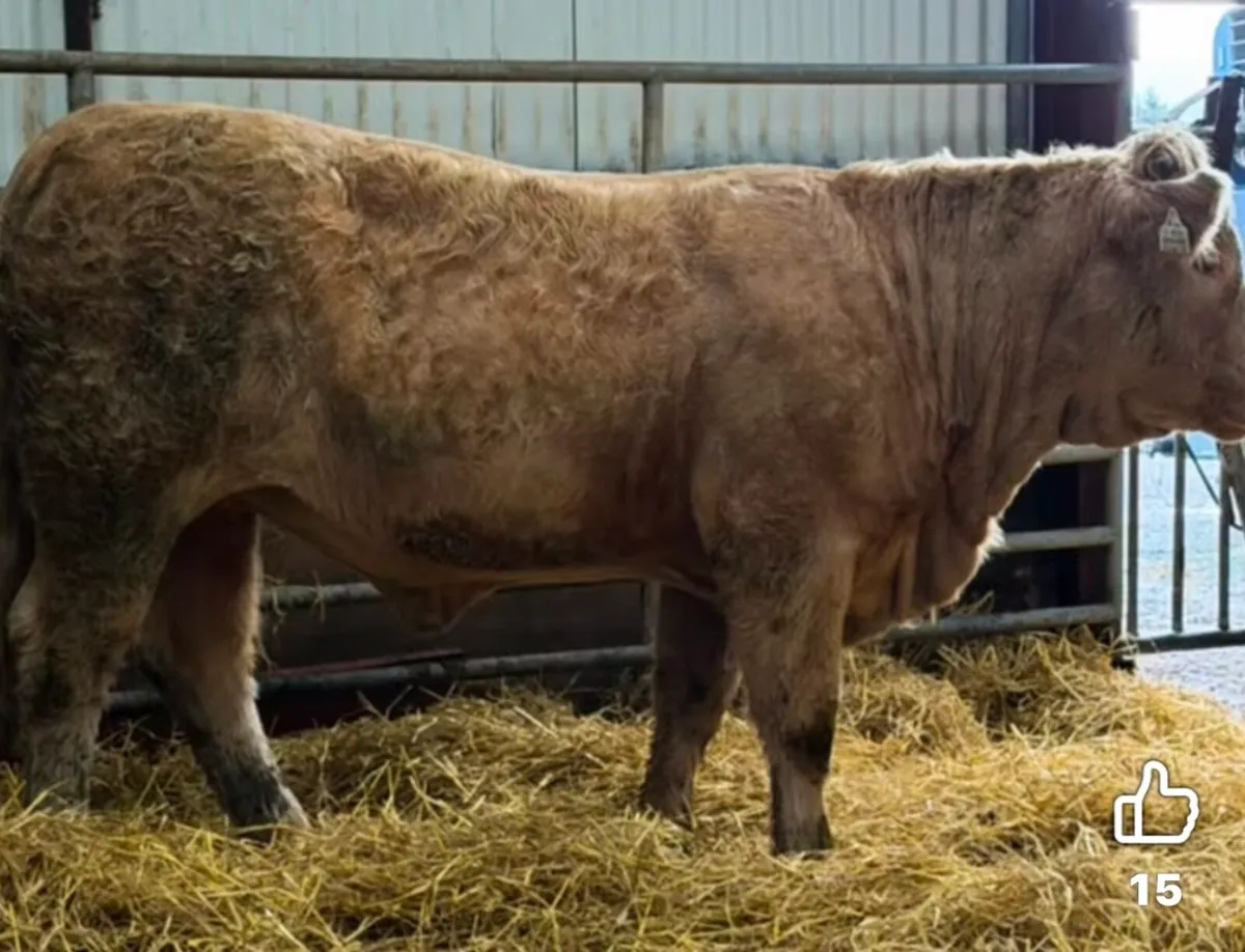 Gort Mart: Thursday 22nd Oct: Entries - Image 2
