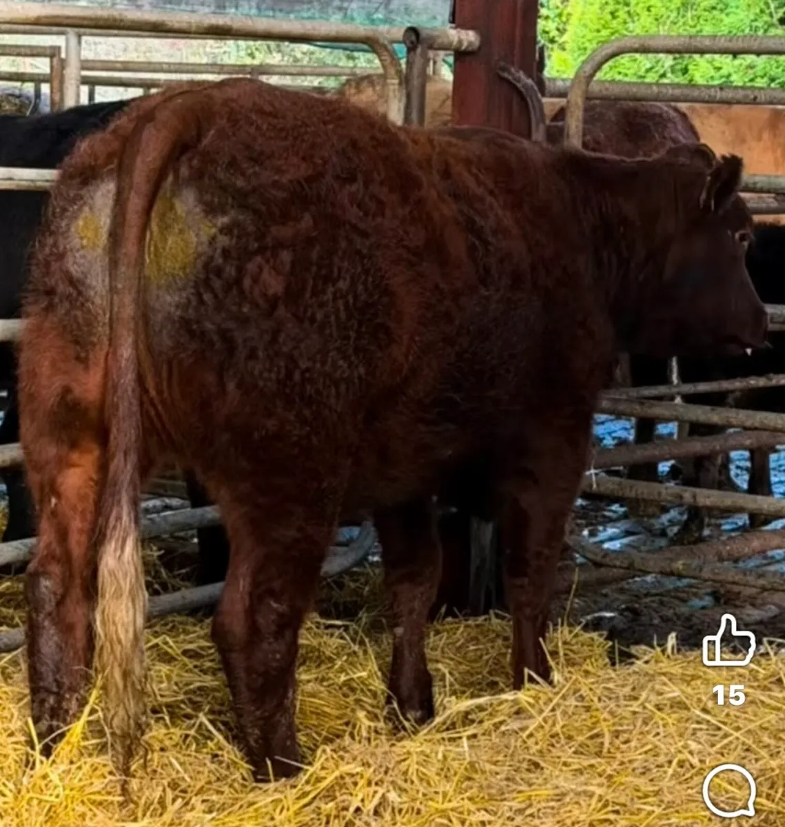 Gort Mart: Thursday 22nd Oct: Entries - Image 3