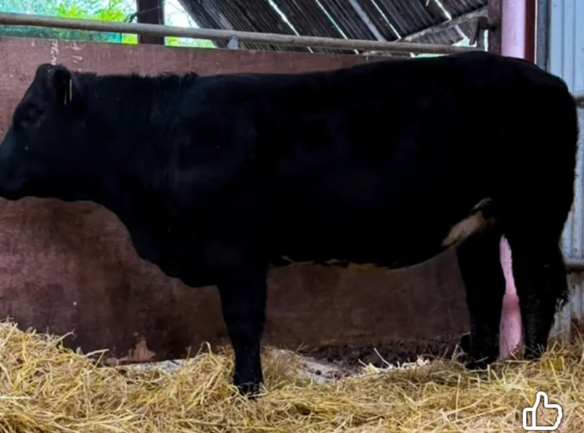 Gort Mart: Thursday 22nd Oct: Entries - Image 4