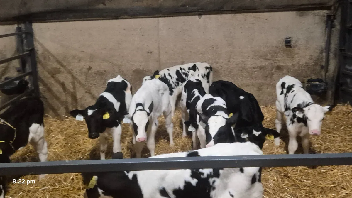 11 Friesian bull sucks for sale - Image 1