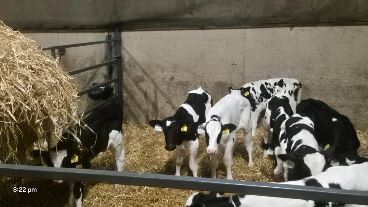 11 Friesian bull sucks for sale - Image 2