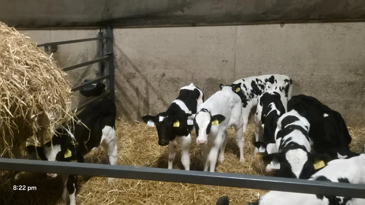 11 Friesian bull sucks for sale - Image 3